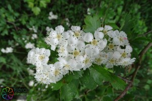 Crataegus laevigata (2)1